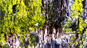 Professional Natural Photography By Dapacu